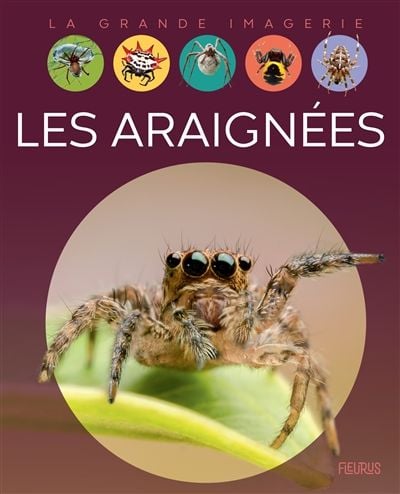 araignees